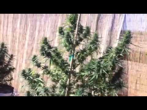 Outdoor medical marijuana/ outdoor cannabis grow