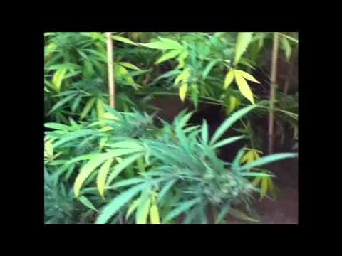 Medical Marijuana Outdoor Grow 2011 So Cal Skywalker OG Harvest 72 Days