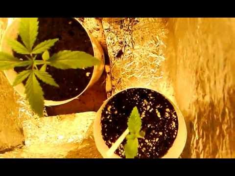 First Time growing Marijuana (prt 1) by PULLA