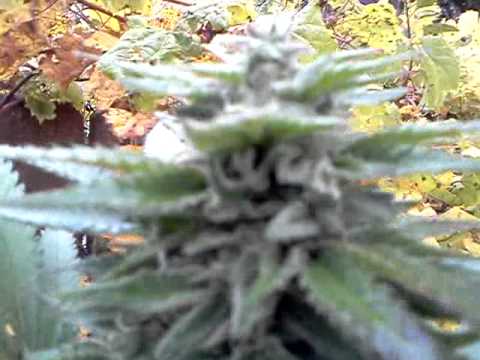 Outdoor grow marijuana NL#5 X SKUNK#1