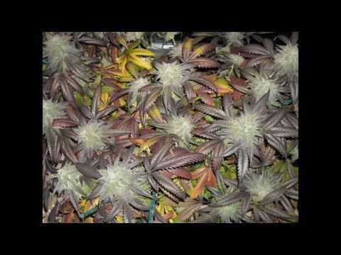 Visual Meditation: Bud Flowers of Cannabis