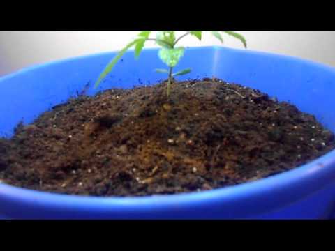 2 week old healthy marijuana plant.