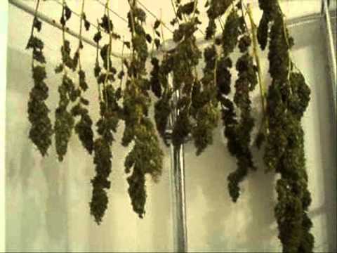 Outdoor Marijuana Plants, Outdoor Growing, Rural Areas - Part 10