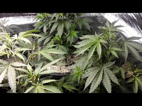 600W Grow room Medical Cannabis