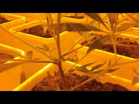 Room A - Super Diesel Haze Cannabis Grow - Part 1
