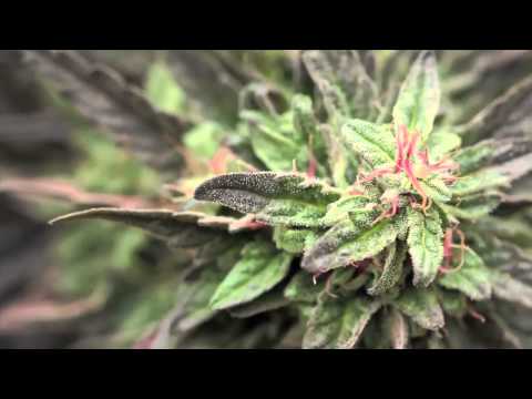 Quit MaryJ - Jorge Cervantes: Medical Marijuana Outdoor Gardens Tour - 10lb.+ MEGA Plants!!