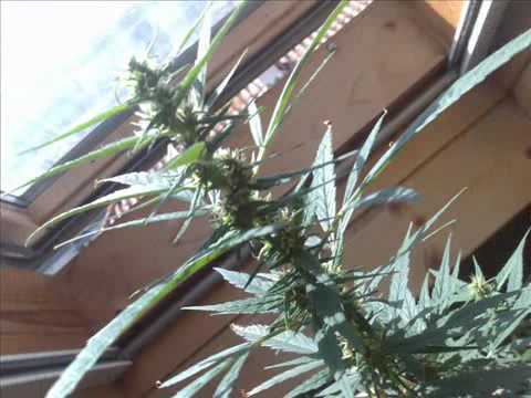 Marijuana Indoor Growing Ingermars Punch