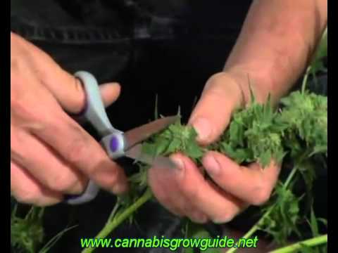 Jorge Cervantes Ultimate Grow DVD 1 Part 8 How To Grow Marijuana