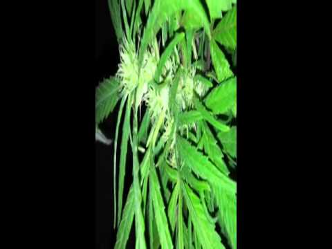 Outdoor Marijuana Harvest Part2