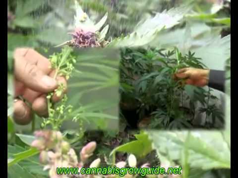 Jorge Cervantes Ultimate Grow DVD 1 Part 5 How To Grow Marijuana