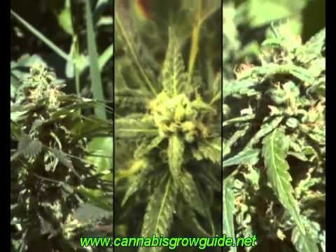 Jorge Cervantes Ultimate Grow DVD 1 Part 1 How To Grow Marijuana