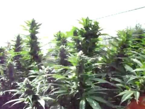 YouTube - The Monster Marijuana Plants Walkaround Outdoor Grow 2009.flv
