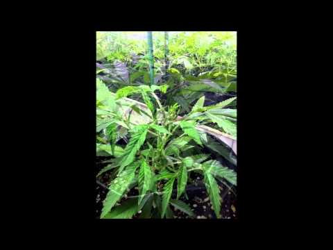 Master Grower Project Sealed Room Hydro