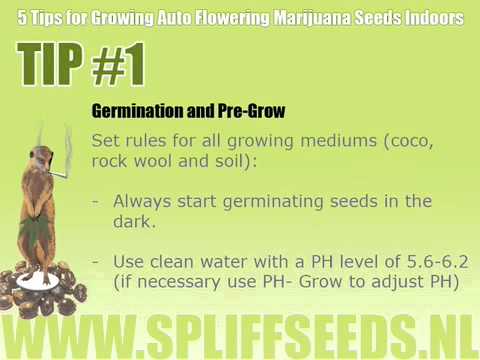 What are Auto Flowering Marijuana Seeds - 5 Tips for Growing Auto Flowering Cannabis Seeds Indoors