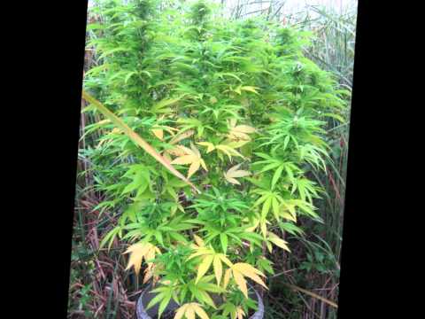 Outdoor Marijuana Grow 2011 Season