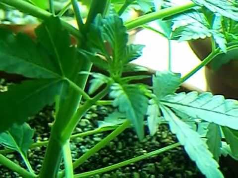 marijuana closet grow snow white rhino 2