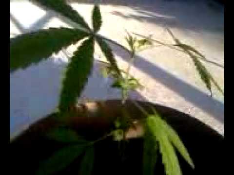 Outdoor 1/1 month marijuana plant