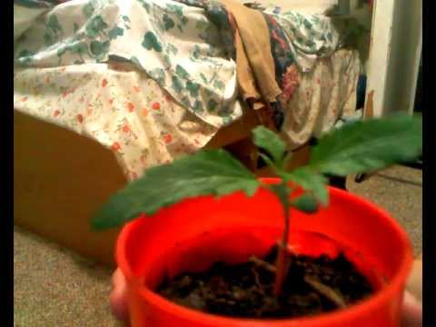 9 Day Old Marijuana Plant. HELP