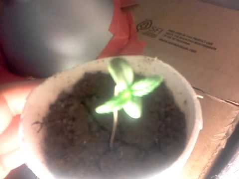 Day 5 indoor growing medical marijuana