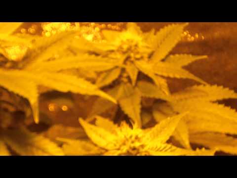 marijuana growing prt.1