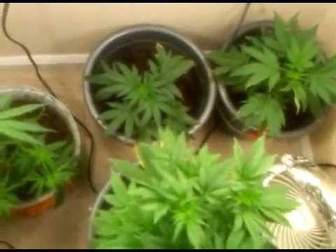 5th week of Vegging Marijuana