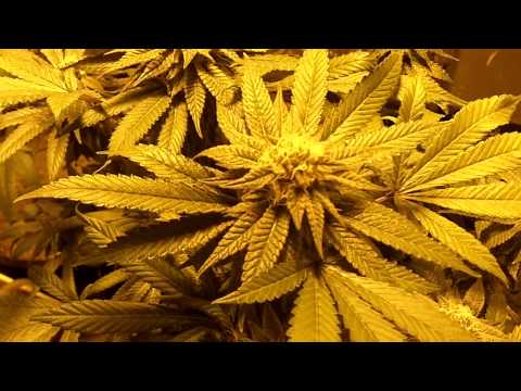 marijuana growing prt.2