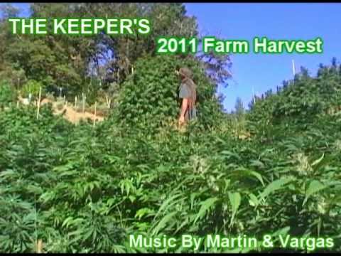 How To Grow Marijuana Outdoor Grow 2011 Harvest