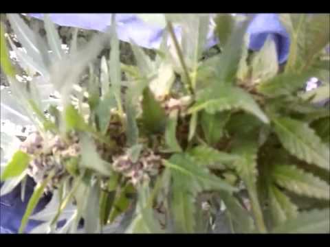 Purple Haze and outdoor White Widow strain High Grade Dank Marijuana Plants