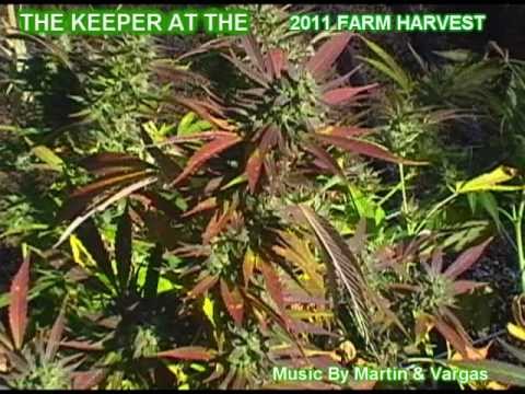 Marijuana Outdoor Monster Grow 2011 Harvest