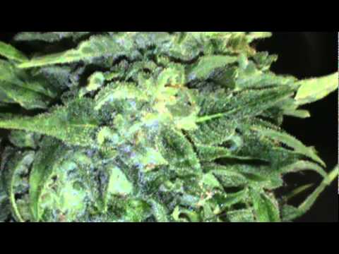 Outdoor Marijuana Harvest 11/30/2011