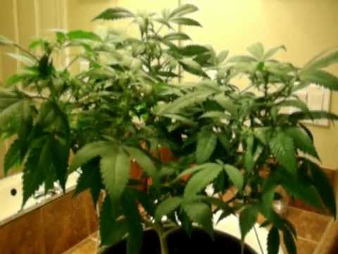 Growing Marijuana Indoor (12 Days in Flower)