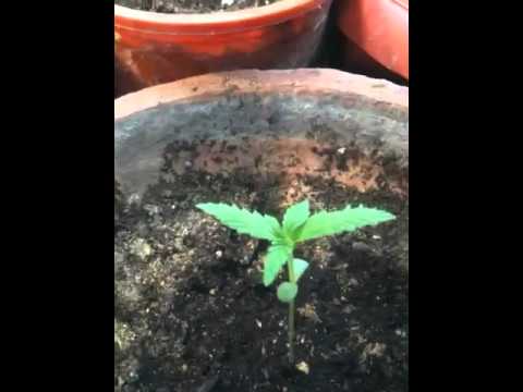 Growing Marijuana Indoors Week Two