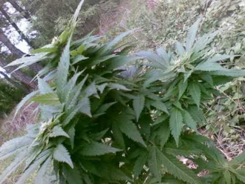 Marijuana outdoor Italian 100% Natural