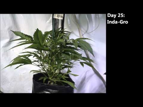 Day 20 Flower, Sealed Room Grow Light Shootout