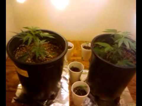Medical Marijuana Grow