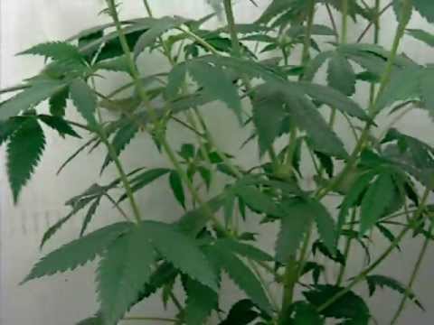 Growing Marijuana 11 weeks (7weeks Flowering) AutoFlower Mr. Nice Guy, OG Kush, Sour D CFL Grow