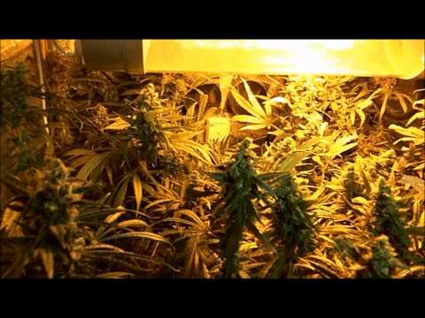 Marijuana grow fridge room operation. THE 420 FRIDGE PART 3.