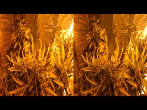 800 Watt Marijuana Grow Room Make Over