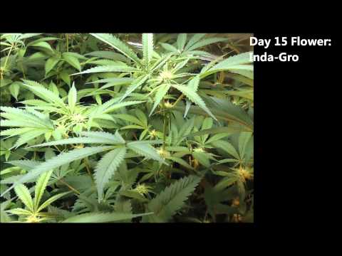 Day 30 Flower, Sealed Room Grow Light Shootout