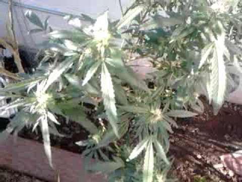 outdoor az medical marijuana grow 2011 update