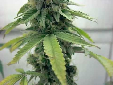 Growing Marijuana 8 weeks into Flower, OG Kush, Sour Diesel, Mr Nice Guy CFL GROW