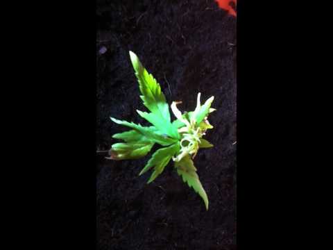 2 Week old Marijuana plant grows light yellow curly leaves, Please help