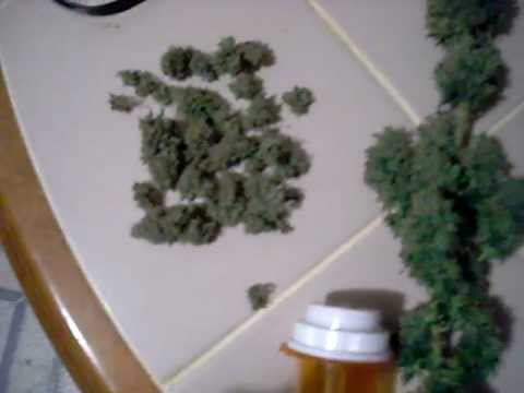 Growing Marijuana (Harvesting Cannabis)CFL Grow
