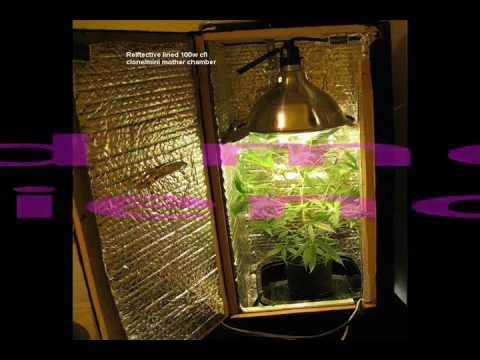 Medicinal Marijuana Grow CFL / Compact Fluorescent Lamp