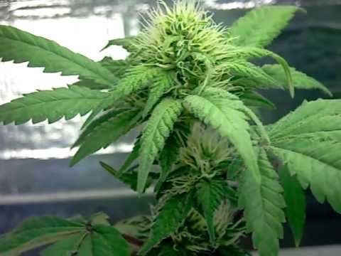 Growing Marijuana (3 1/2 weeks into FLOWER) OG Kush, Sour Diesel, CFL Grow