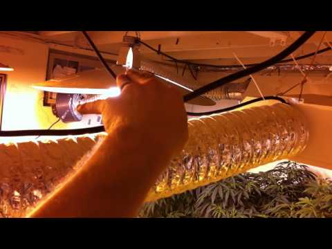 5000watt Indoor Hydro Marijuana grow (Medical)