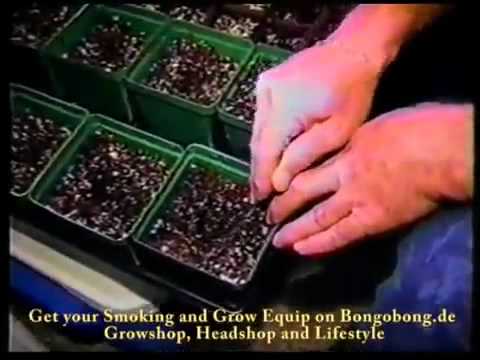 HOW TO: Germinate and Grow Cannabis - Marijuana from Seeds