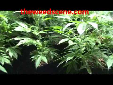 Step by Step Marijuana Grow (week 3) Theweedscene.com