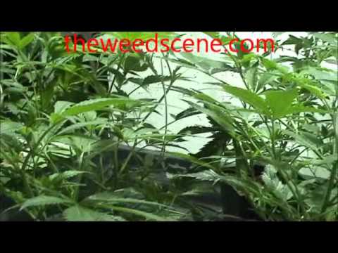 Step by Step Marijuana Grow (week 2) Theweedscene.com