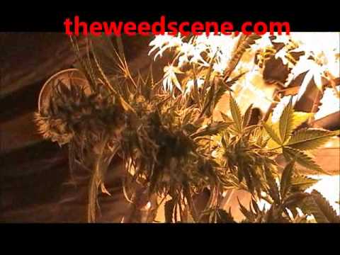 Step by Step Marijuana Grow Flowering (wk 3) theweedscene.com
